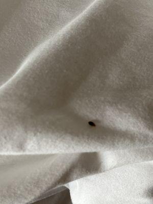 Bed bug