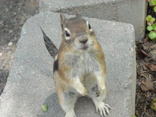 the bellman works for peanuts! But watch out, he may bite...