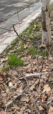 Tree limbs lefts by Anchor Construction (contracted via Pepco)