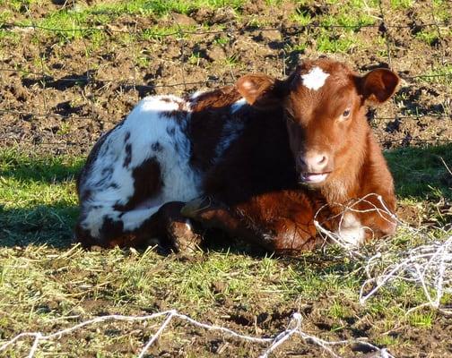 Don't get too attached to dinner even if it is cute!