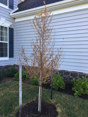 Dead tree, killed by MI Homes.