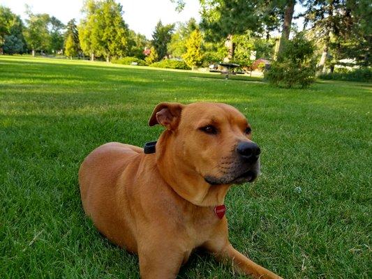 Ruff Rescue Of Colorado