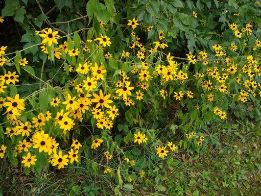 Gebhard Woods State Park