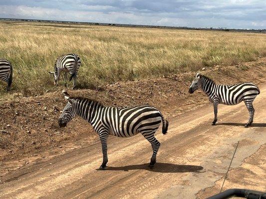 Zebras At the Nairobi National Park