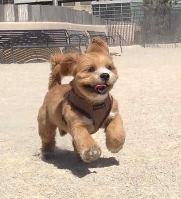 Cooper, Lhasa Apso.