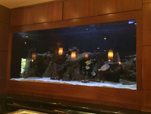 2 - 850 Gallon aquariums