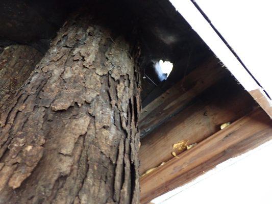 Tree growing through the center of the bedroom.