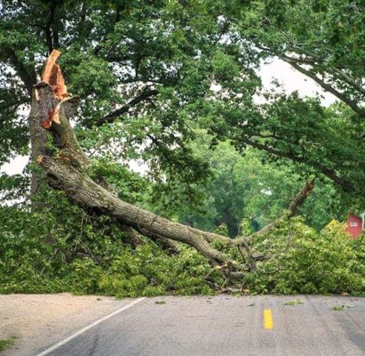 residential and commercial tree removal