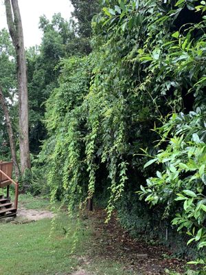 Willow trees? No I had the bottom along my fence cleared so it wouldn't destroy it.