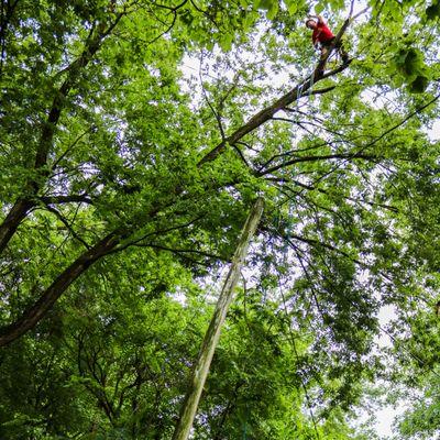 Our certified arborists climb your trees instead of using heavy equipment like bucket trucks.