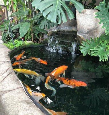 Koi Pond in Cafe Area