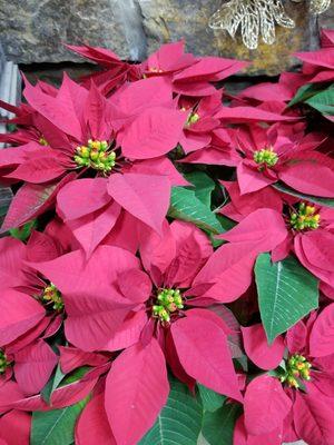 Poinsettias