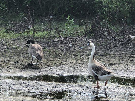 Brandt Park - OU Duck Pond:  Geese