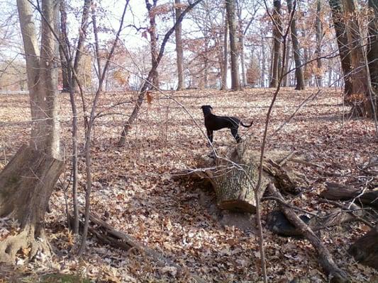 Oak trees full of squirrels