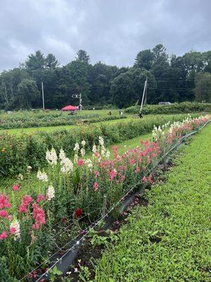 Snap dragons