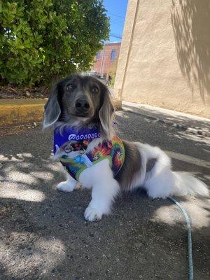 Baxter looking handsome after grooming with Kellen