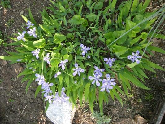 Mini Blue Iris