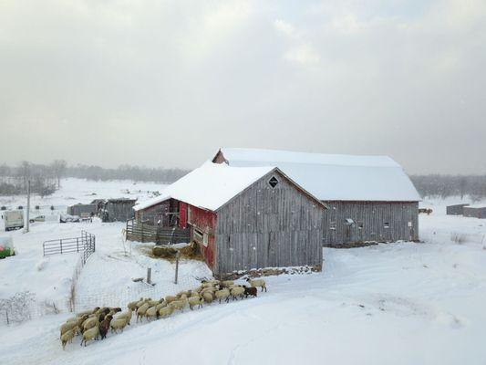 Sheep flock headed to the barn.