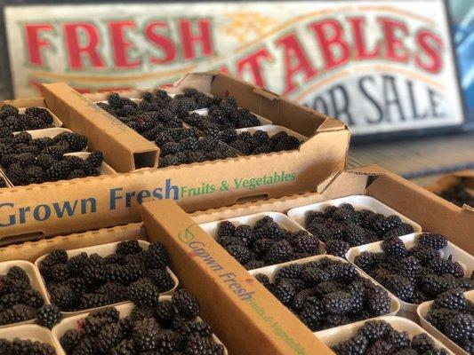 Fresh picked Blackberries