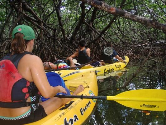 Kayaking in the Mangroves