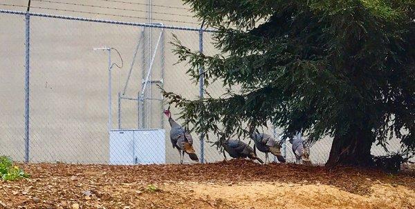 November 15, 2016:  US Forest Service's mascots!