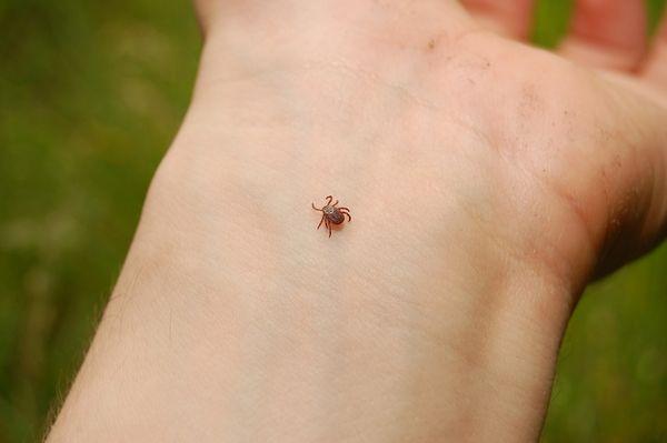 Tick on Wrist