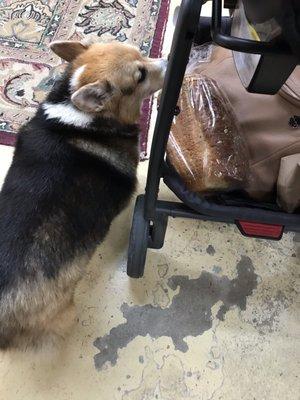 Shop dog checking out my Rene's bakery bread.