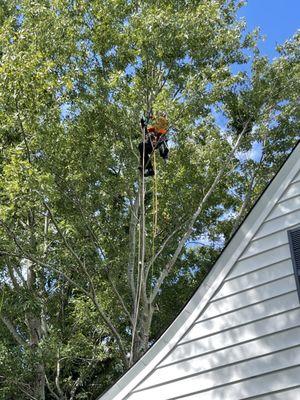 Trimming a maple away from roof and house.