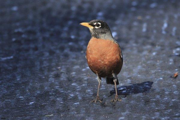 Spring robin taking possession of the trail.  One of many species of bird in the park.