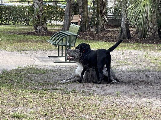 My Black lab always finds a playmate.