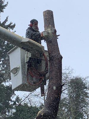 Charlie removing my double trunk tree