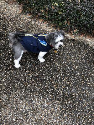 My happy baby after his grooming appointment. He was so excited and looked great! The jacket was lagniappe. :)