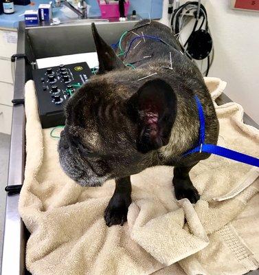 Myles the French Bulldog getting his monthly Electro-Acupuncture because he has difficulty walking.