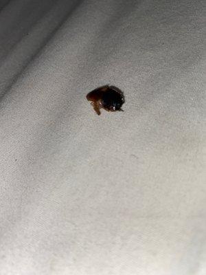 The bug that was at the bottom of the sheets.