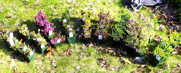 Heaths and Heathers Nursery -- My mail order of 50 Heathers, ready to plant, April 2008