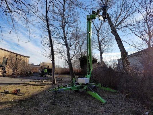 poplar tree remove in process