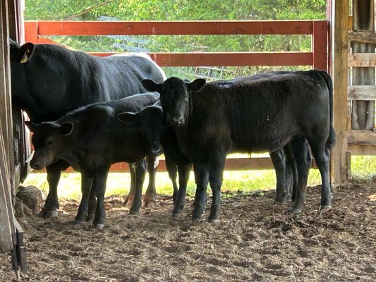 Deer Springs Grass Fed Beef and Eggs