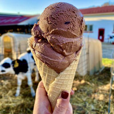 Double scoop of Cow Patty in a homemade waffle cone!