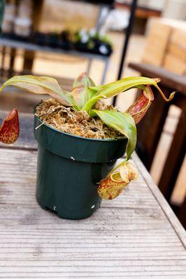 pitcher plant