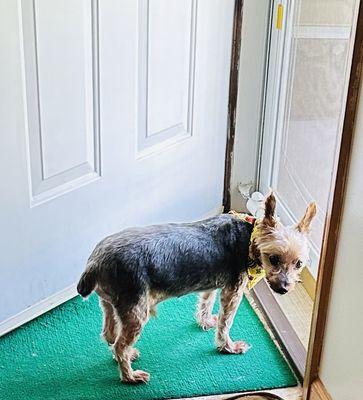 Yorkshire Terrier Picture of cut by Dana at Millington Animal Hospital Groomer.