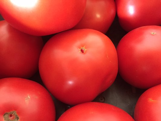 Summer Wind Farms Jersey tomatoes