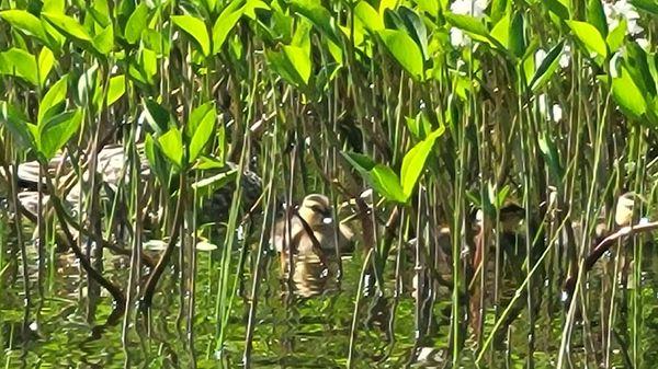 Mallard mom and ducklings in the rushes