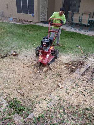 Removing the stump of a tree