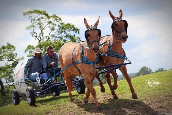 Big Mule Race 2021 ACWRA Chuckwagon Race