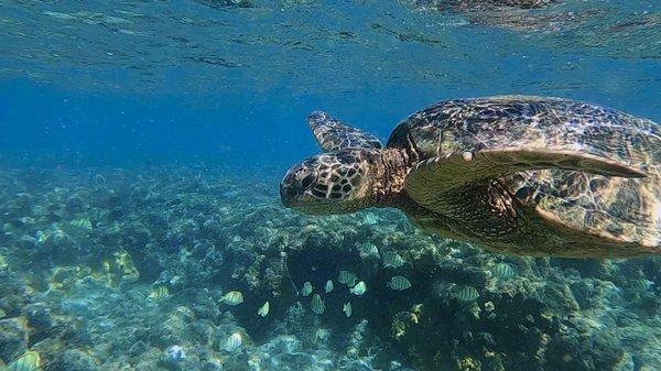 Honu (Hawaiian Sea Turtle) Adventures....join us 808-446-6300