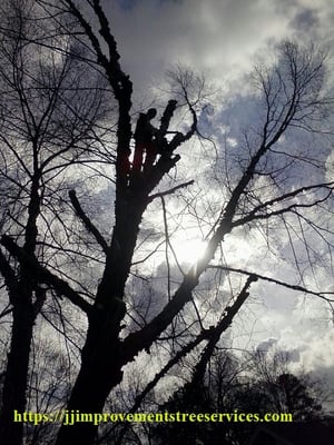 Tree removal before storm