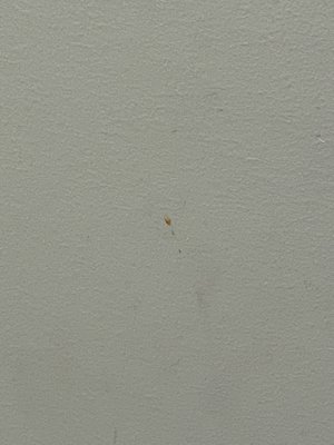 Dried blood on the wall in the exam room