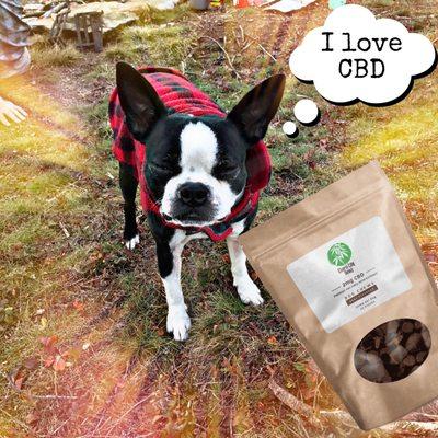 Don't forget your pets--they love CBD too!