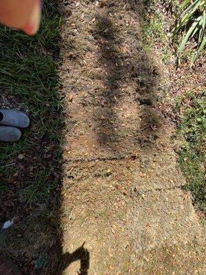 Note how dry the sod is, even after 5 days of heavy watering. Some of the "sandy loam" soil amendment is visible on top of the sod.