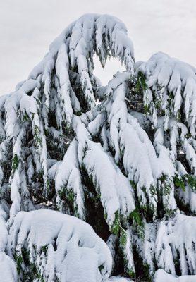 Boise Valley Tree Trimming